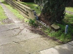 Trees Causing Damage